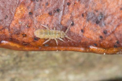 Isotomurus sp.